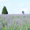 【三重県伊賀の旅③】ラベンダー畑が美しいメナード青山