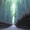 【京都の旅②】日本で唯一髪の毛の神社！？嵐山には竹林もあるし旅行に最適！