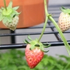 【プランター家庭菜園】イチゴは春から育てるべし！寒さ対策に温室を設置してみた！