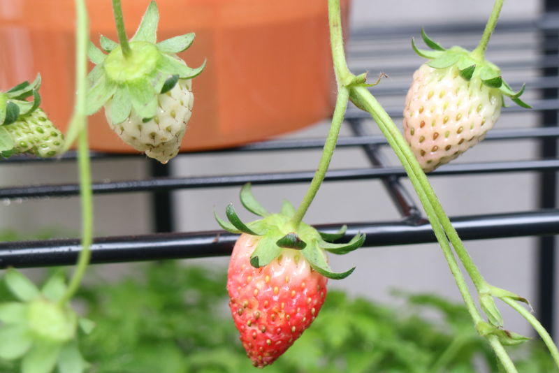 プランター家庭菜園 イチゴは春から育てるべし 寒さ対策に温室を設置してみた だらはの愉悦ブログ