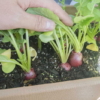 [プランター家庭菜園]種から育てるとコスパ最強！小松菜と二十日大根が収穫できました