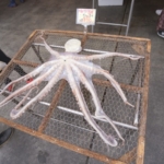 Thumbnail of post image 158
